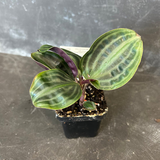 Geogenanthus Poeppigii 70mm