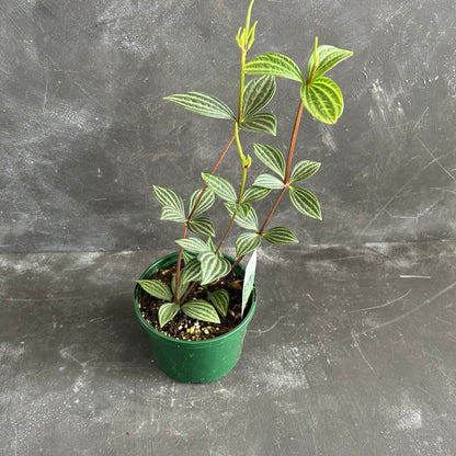 Peperomia Tetragona 140mm