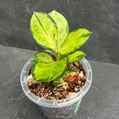 Hoya Australis Lisa Tricolour 90mm