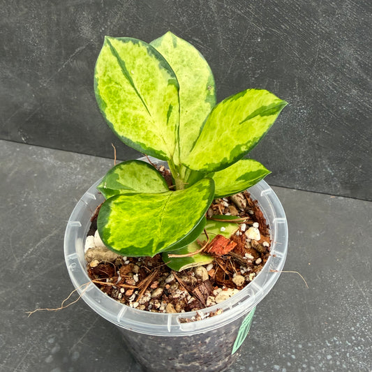Hoya Australis Lisa Tricolour 90mm