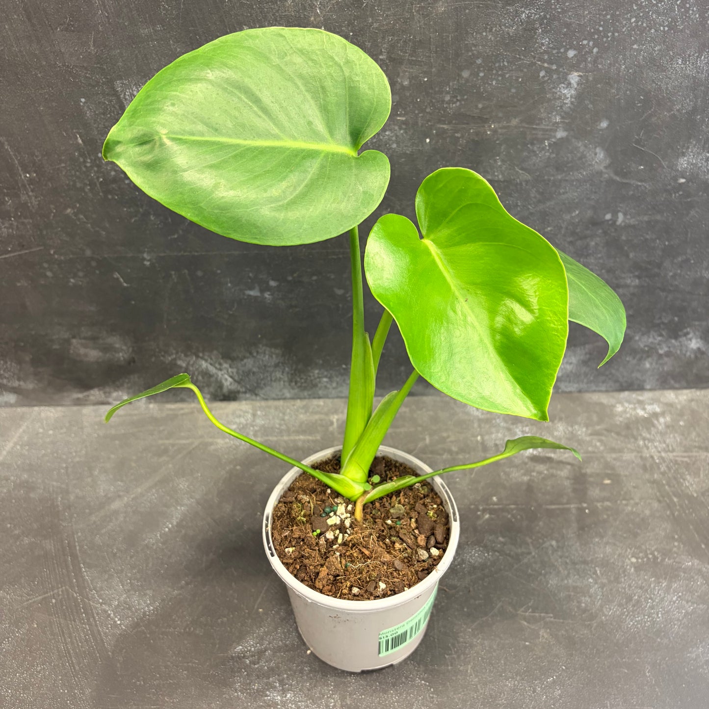 Monstera deliciosa 105 mm