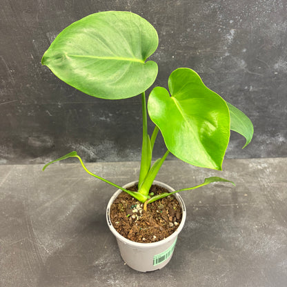 Monstera deliciosa 105 mm