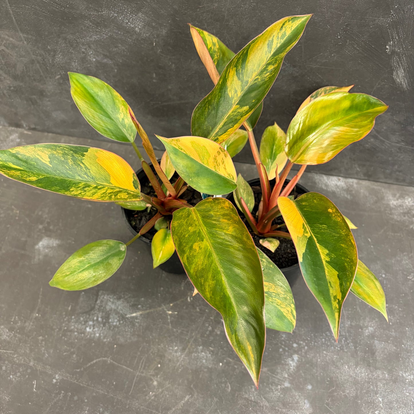 Philodendron Rojo Congo Variegated 125mm