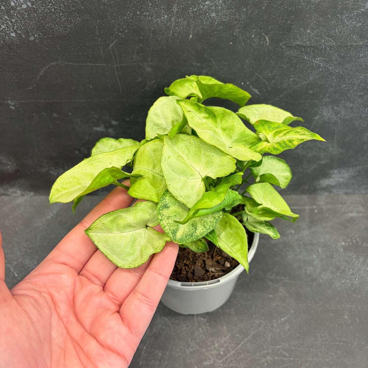 Syngonium Pixie 105mm