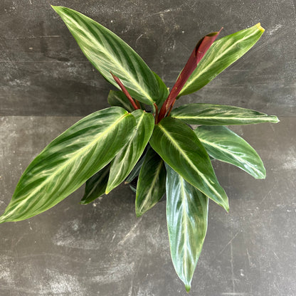 Stromanthe Sanguinea 125mm