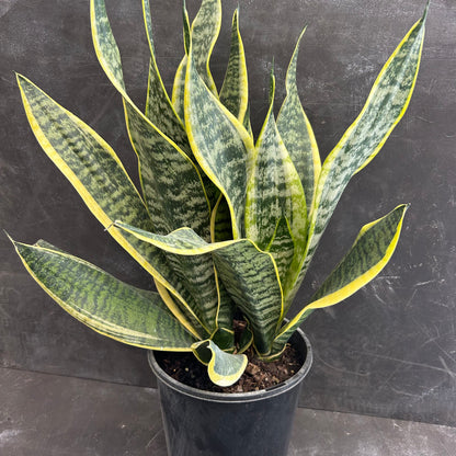 Sansevieria Trifasciata Superba 200mm