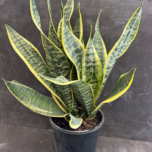 Sansevieria Trifasciata Superba 200mm