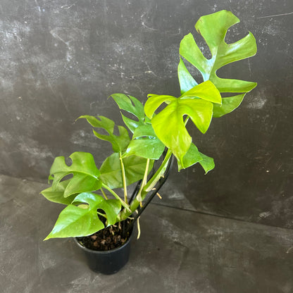 Rhaphidophora Tetrasperma 130mm