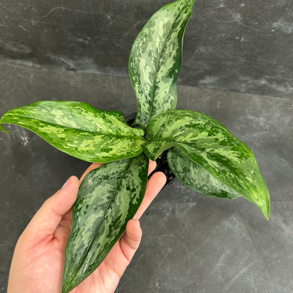 Aglaonema Echo 125mm