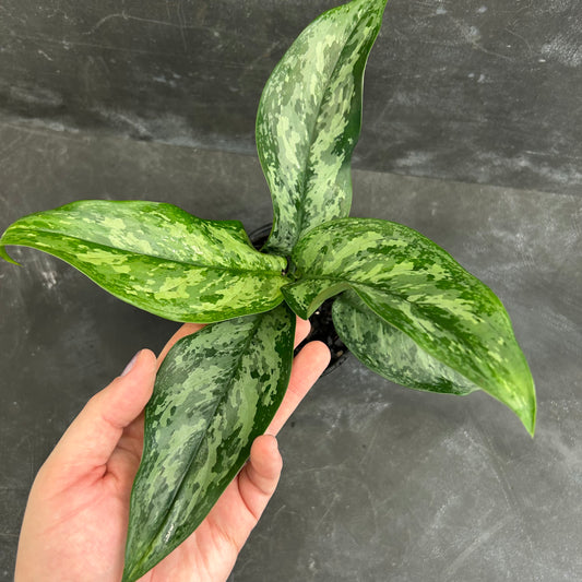Aglaonema Echo 125mm