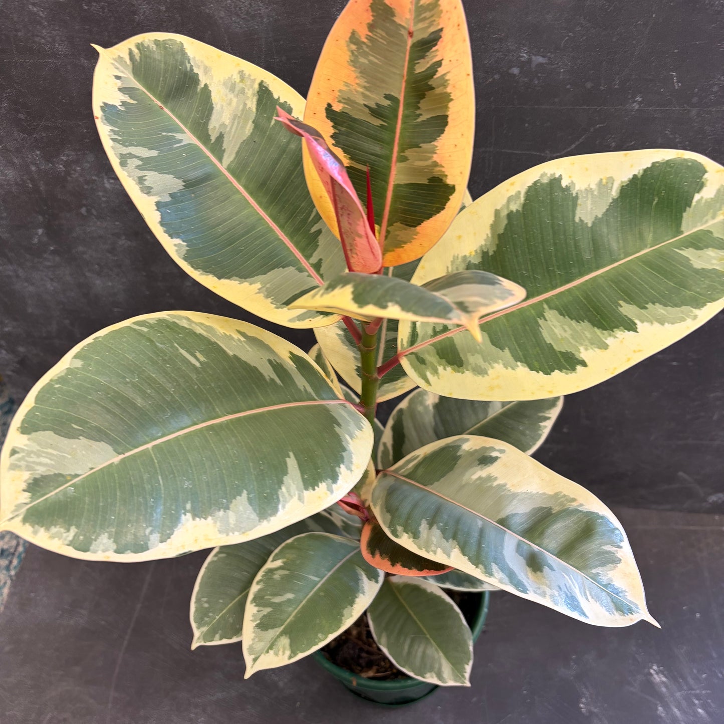 Ficus Elastica Tineke 175mm
