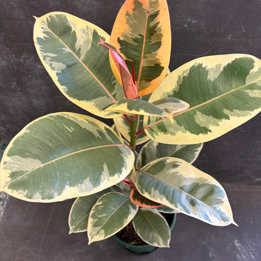Ficus Elastica Tineke 175mm