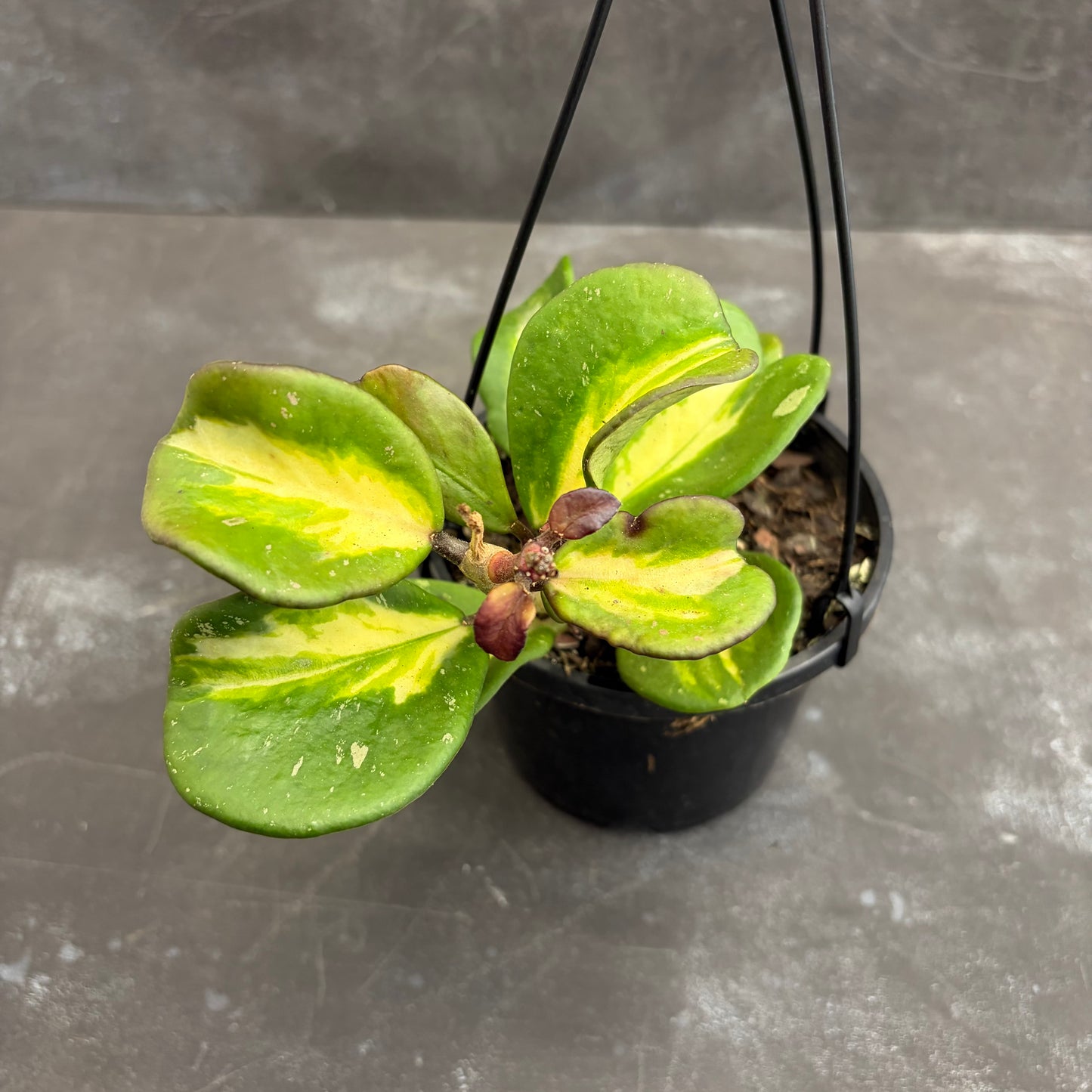 Hoya Obovata Variegata 125mm