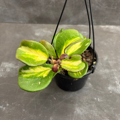 Hoya Obovata Variegata 125mm