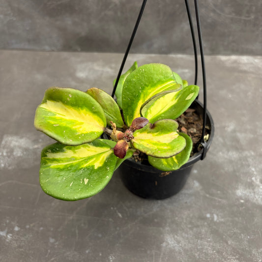 Hoya Obovata Variegata 125mm