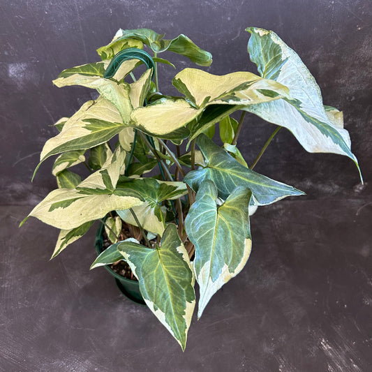 Syngonium Three Kings 170mm