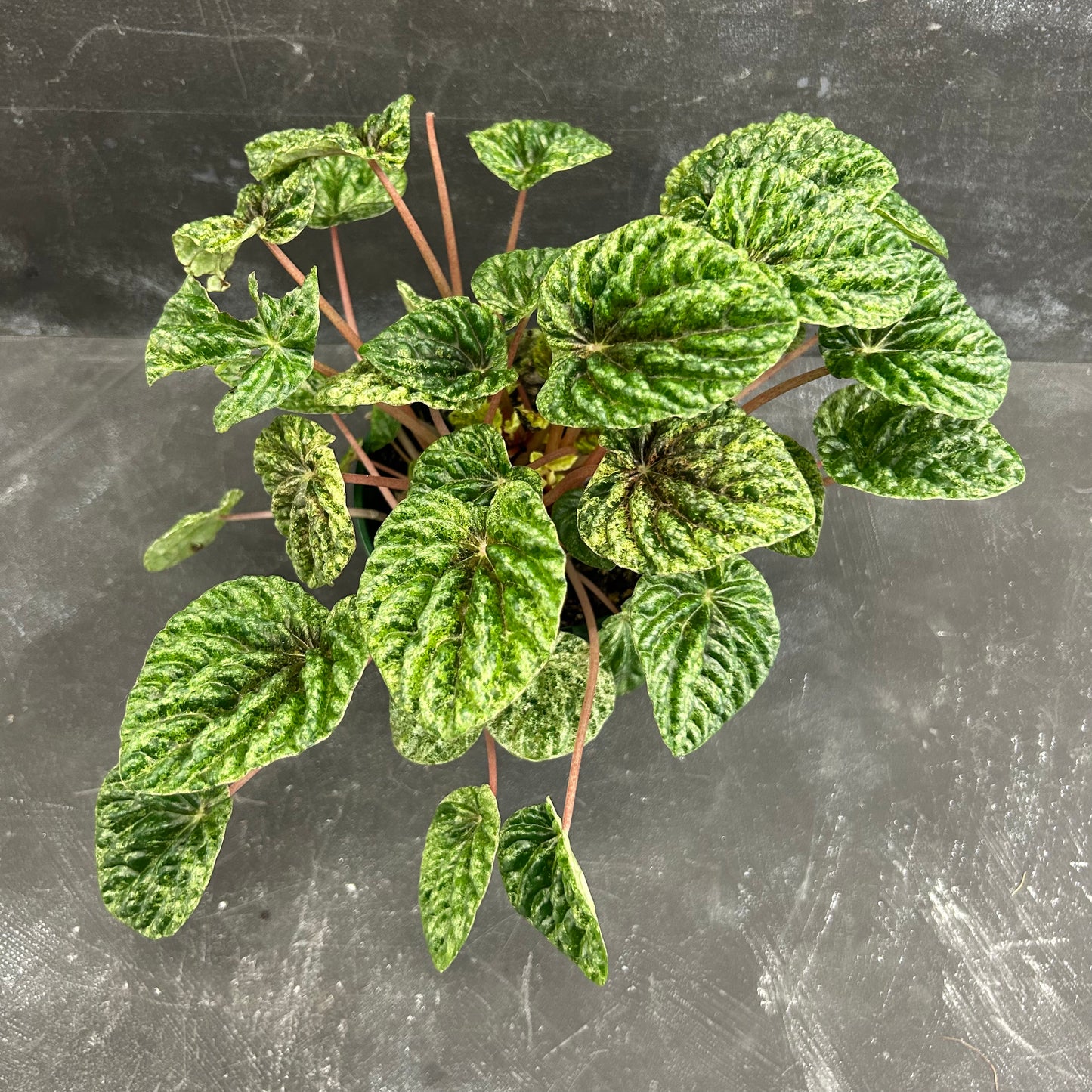 Peperomia Caperata Variegated 140mm