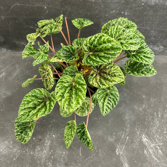 Peperomia Caperata Variegated 140mm