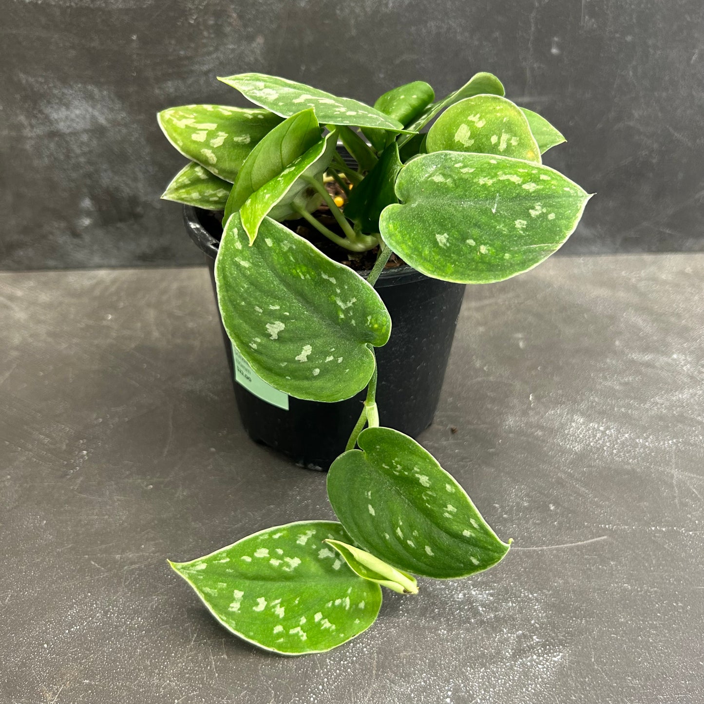 Scindapsus Pictus 130mm