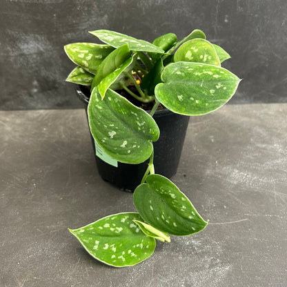 Scindapsus Pictus 130mm