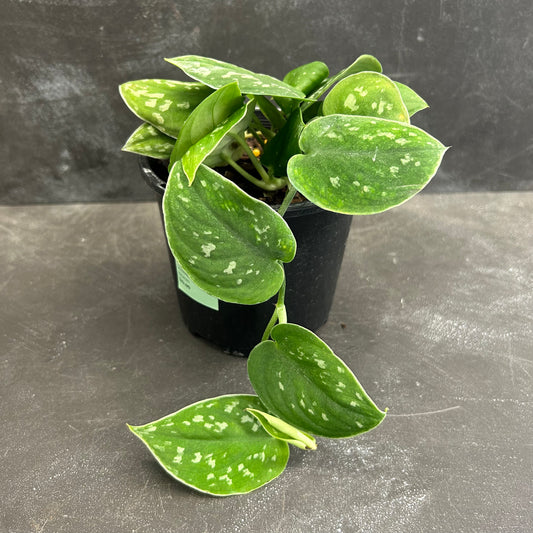 Scindapsus Pictus 130mm