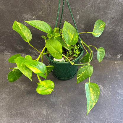 Epipremnum Aureum Pothos 175mm