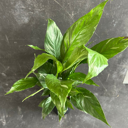 Variegated Peace Lily Jet Diamond 125mm