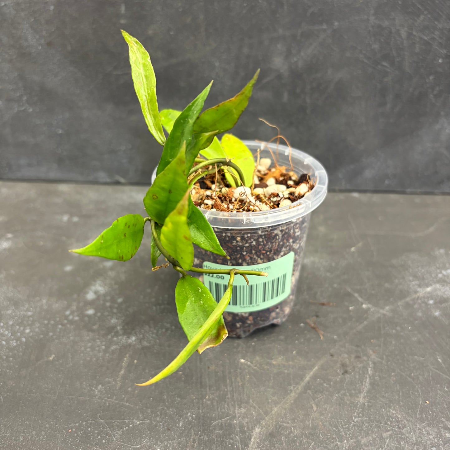 Hoya Lacunosa 90mm