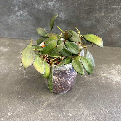 Hoya Burtoniae 90mm