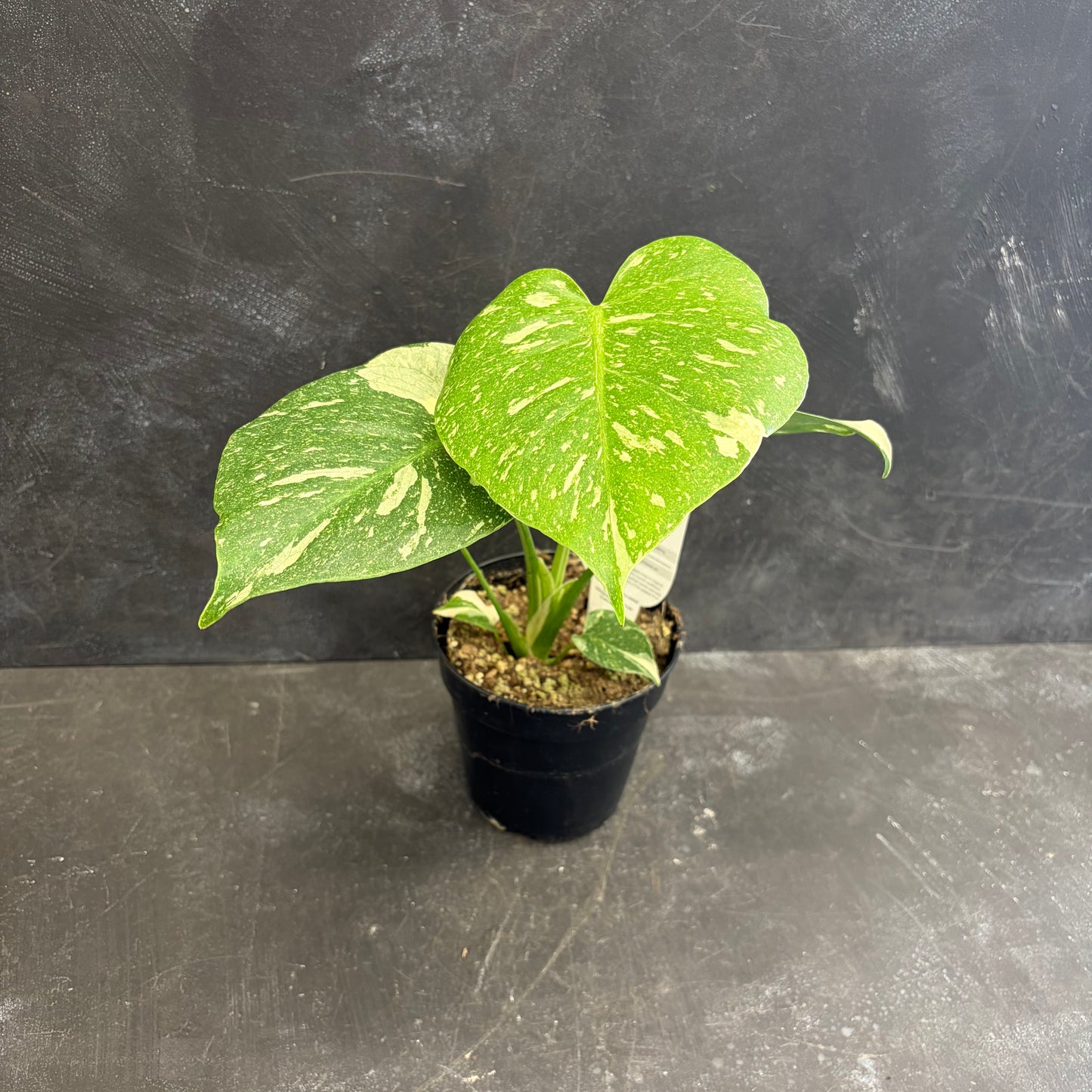 Monstera Thai Constellation 120mm