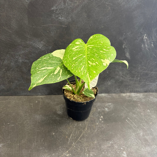 Monstera Thai Constellation 120mm