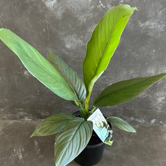 Peace Lily Sensation 180mm