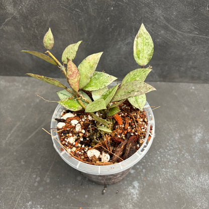 Hoya Krohniana Silver Eskimo 90mm