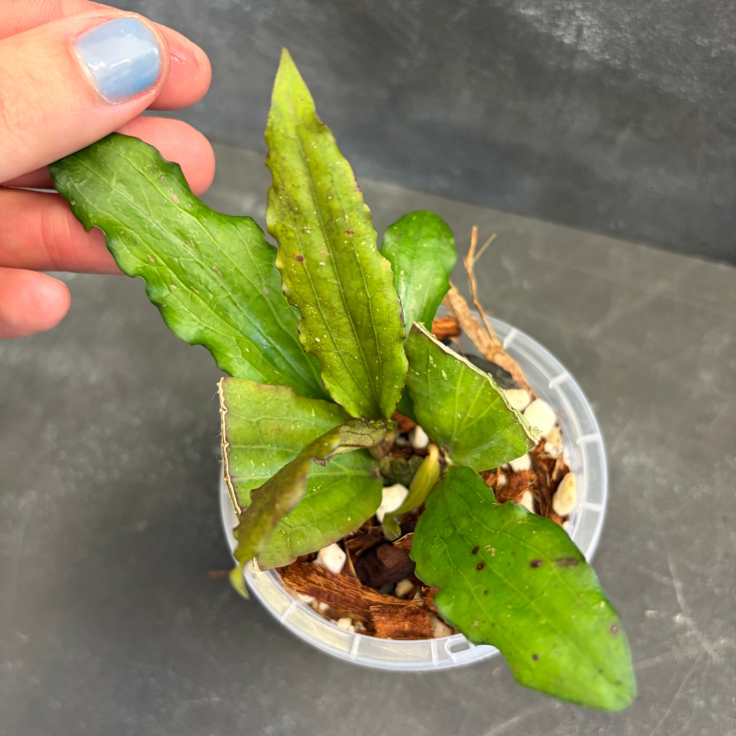 Hoya Erythrina 90mm