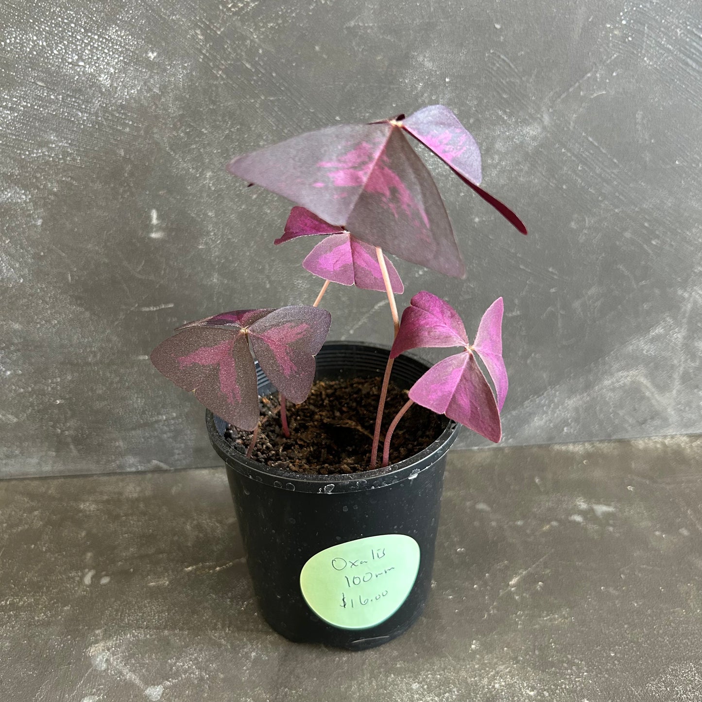 Oxalis Triangularis 100mm