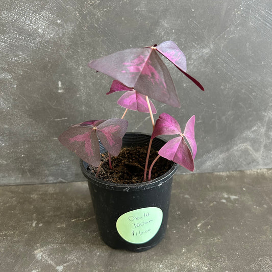 Oxalis Triangularis 100mm