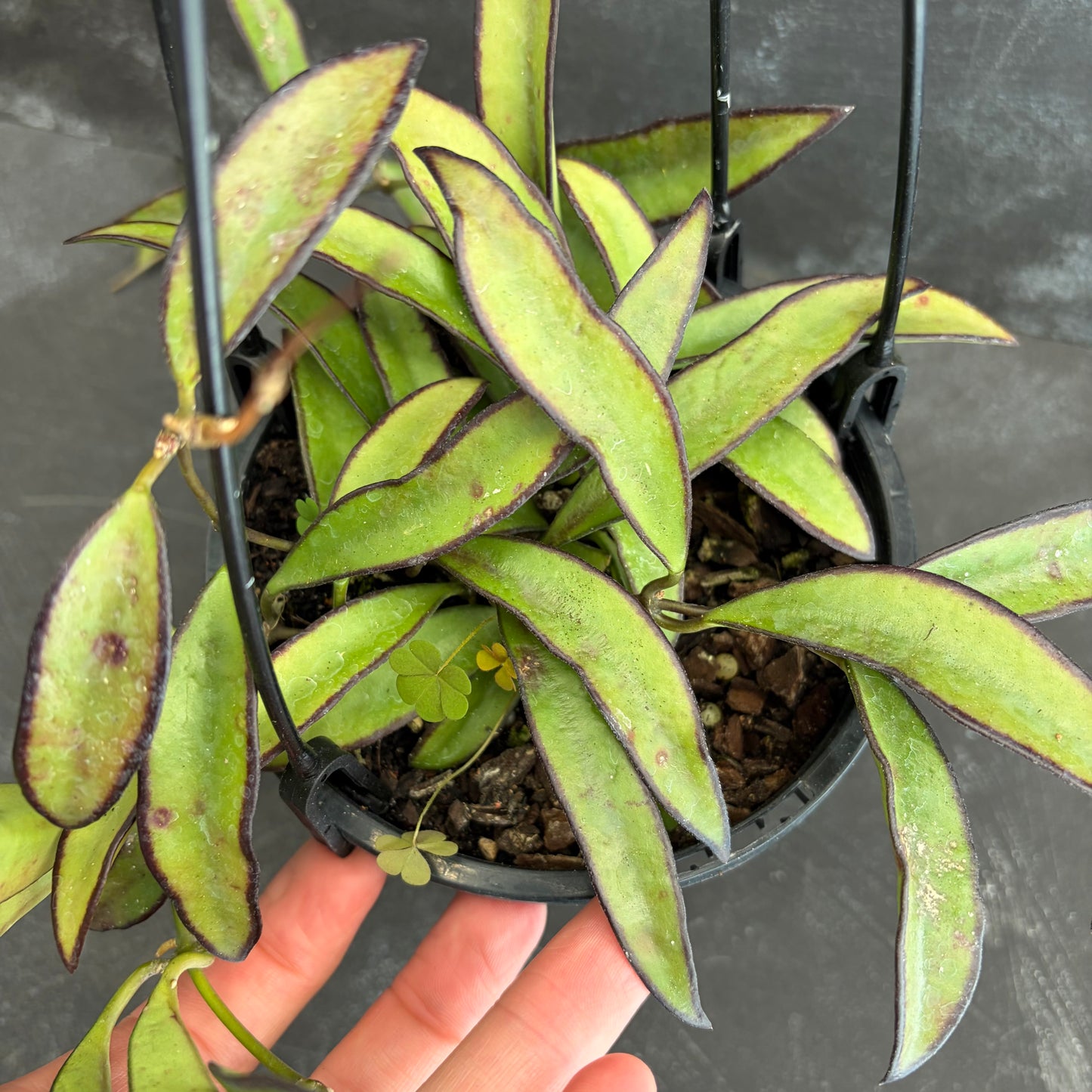 Hoya Wayetii 140mm