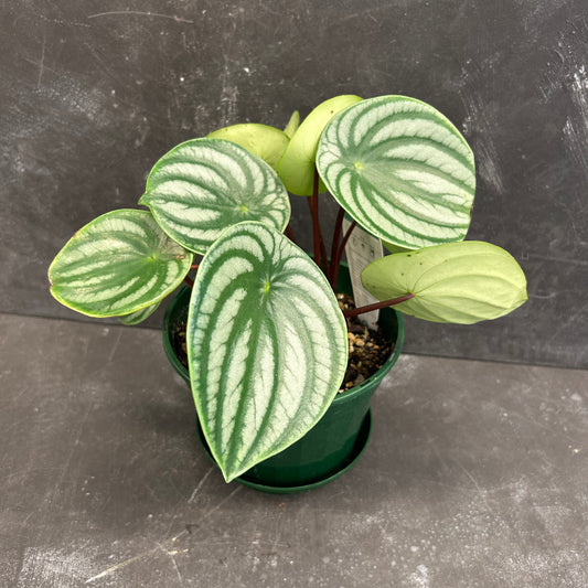 Watermelon Peperomia 175mm