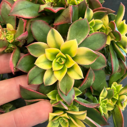 Aeonium Tricolour 170mm