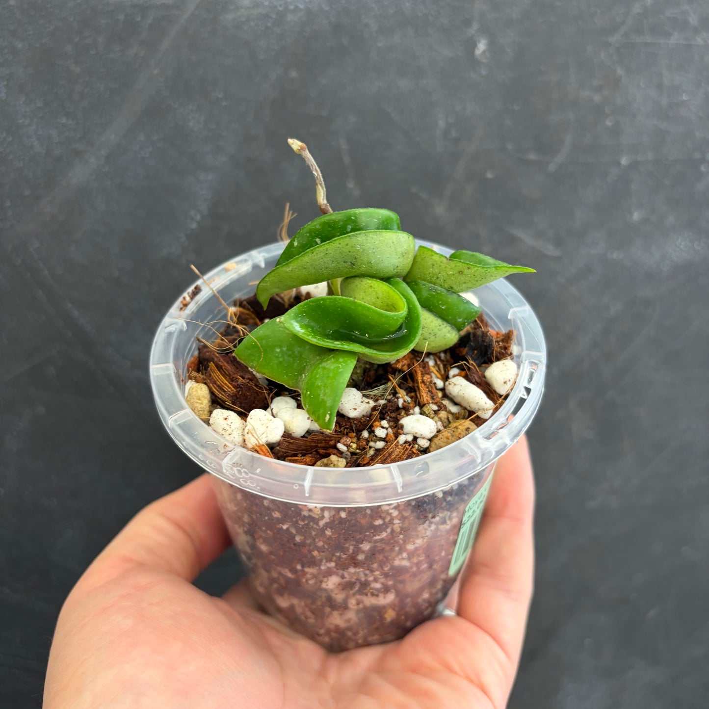 Hoya Carnosa Rope 90mm