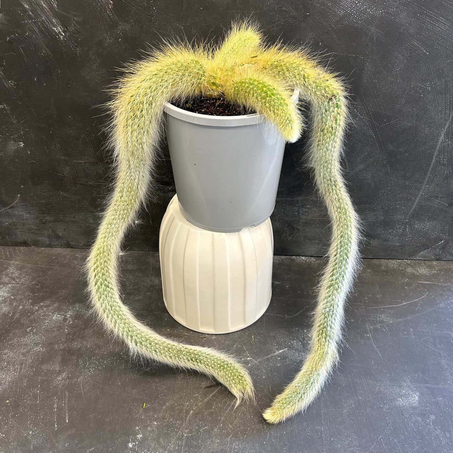 Monkey Tail Cactus 170mm