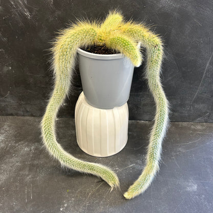 Monkey Tail Cactus 170mm
