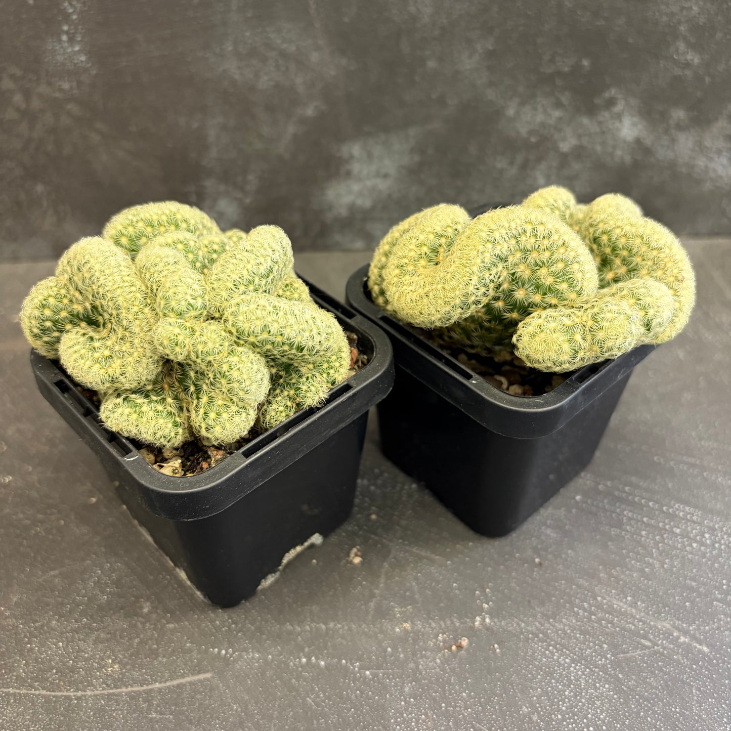 Brain Cactus 70mm