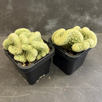 Brain Cactus 70mm