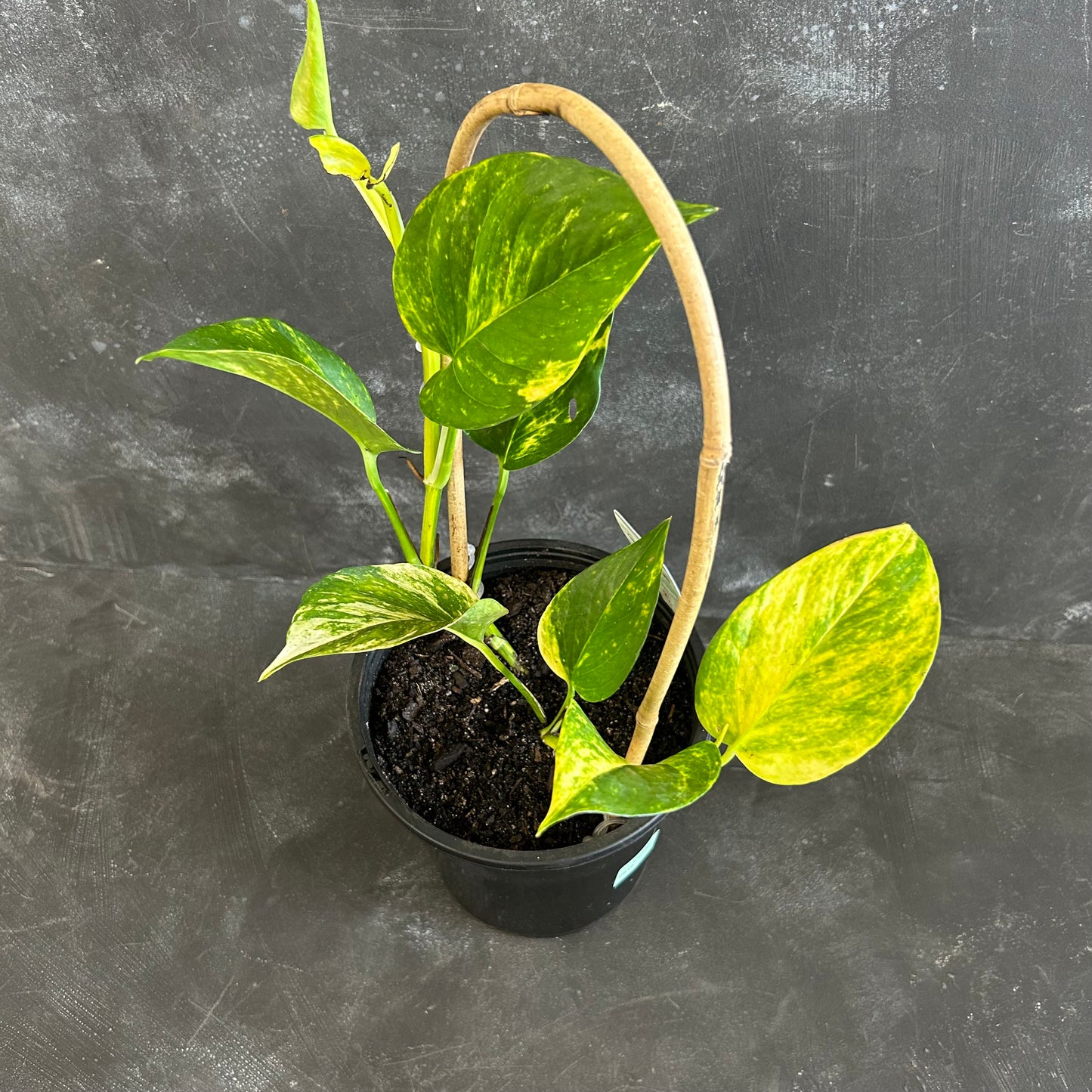 Epipremnum Aureum 180mm