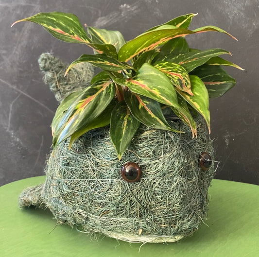 Whale Husk Planter 10cm