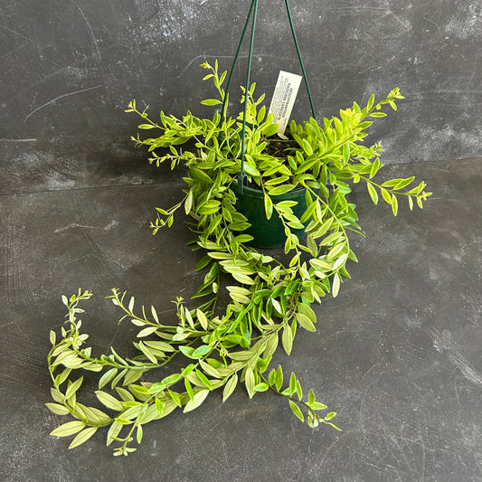 Variegated Lipstick Plant 140mm