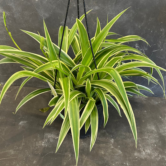 Spider Plant 200mm
