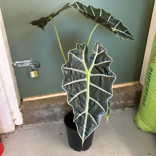 Alocasia Amazonica Polly 180mm