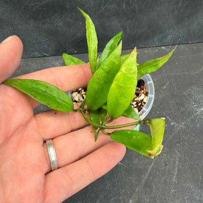 Hoya Lacunosa 90mm